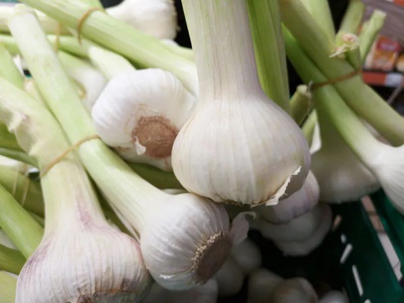 Bawang Putih yang dijual Panen Segar