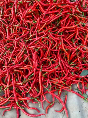 Cabai Merah Keriting