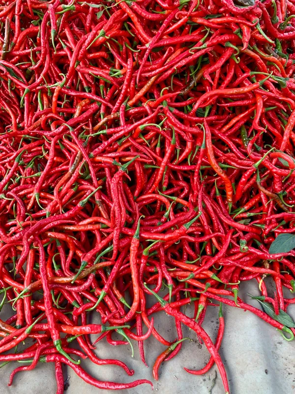 Cabai Merah Keriting yang dijual Panen Segar